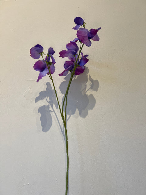 Lathyrus purple 66 cm