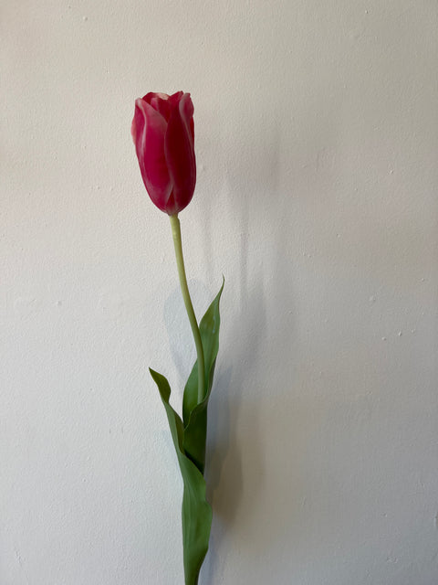 Tulp steel beauty 72 cm