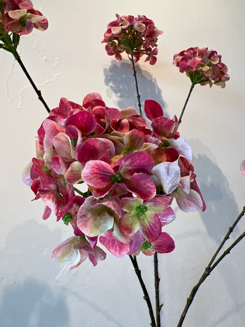Hortensia x6 rood 100 cm
