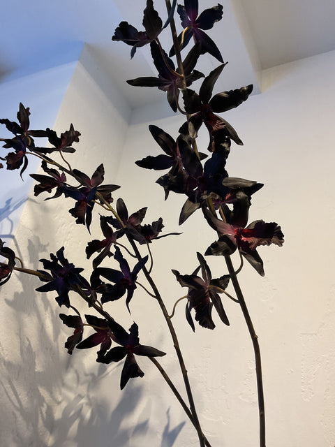Orchidee steel paars/zwart 157 cm