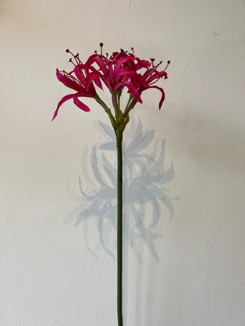 Nerine 65 cm beauty