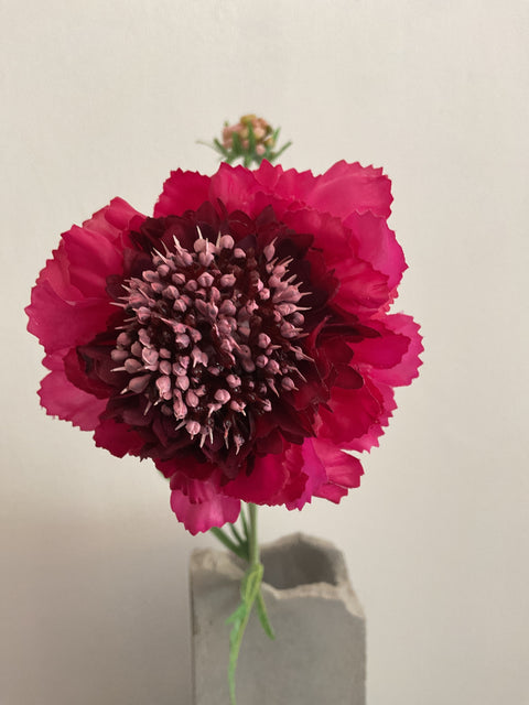 Scabiosa tak cerise 71 cm
