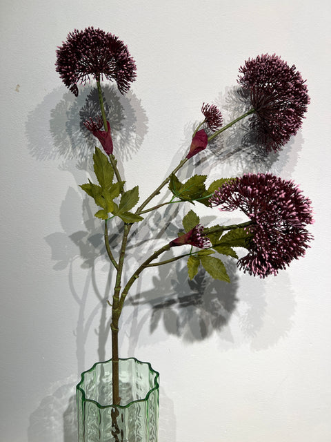 Engelwortel tak 3x bordeaux  99 cm