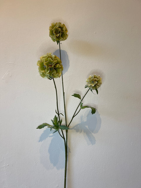 Scabiosa stellata x3 groen 73 cm