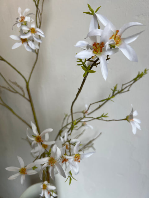 Forsythia tak wit 150 cm