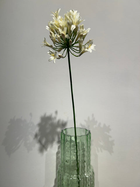 Agapanthus  wit  75 cm