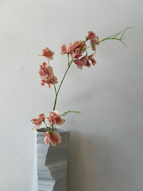 Lathyrus oranje 71 cm