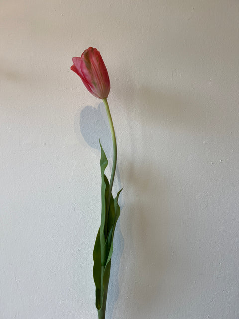Tulp steel roze/groen 72 cm