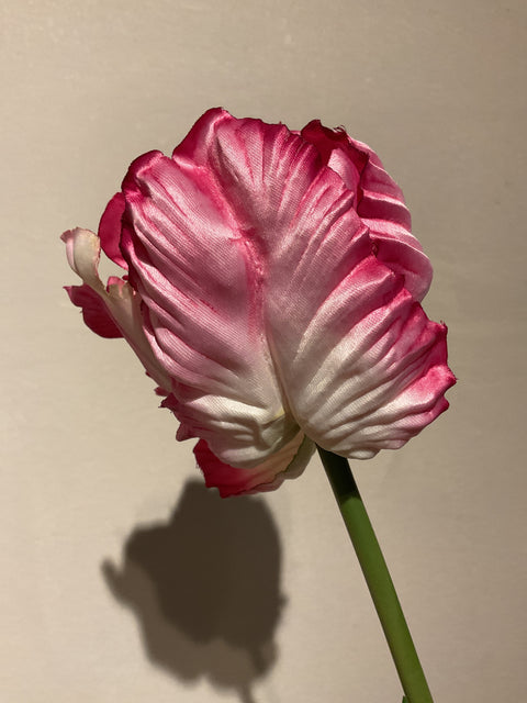 Tulp paris roze 66 cm
