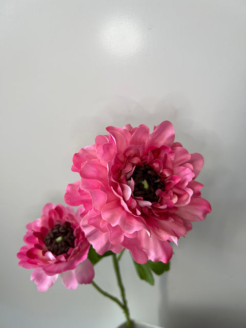 Ranonkel Japan pink 65 cm