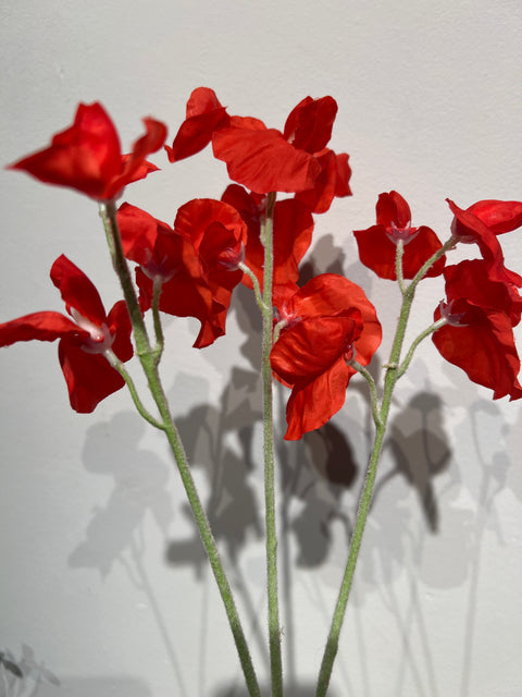 Lathyrus spray rood 66 cm