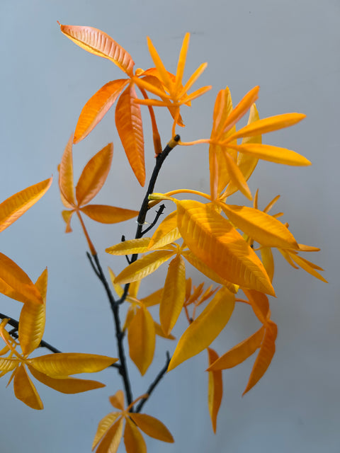 Esdoorn tak geel 80 cm