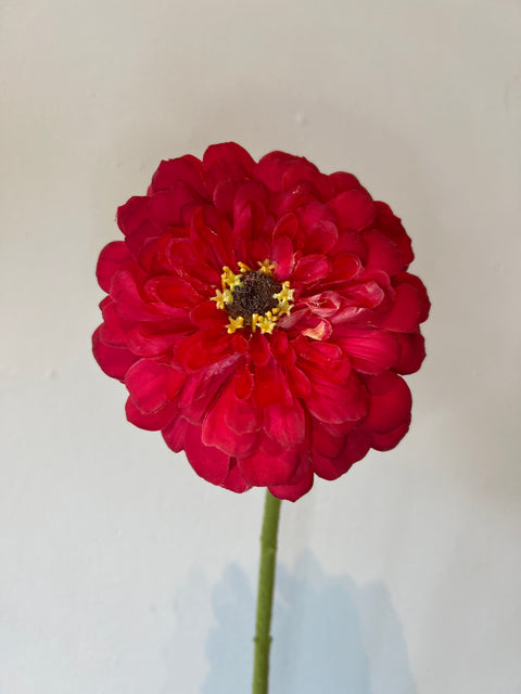 Zinnia bloem rood 70 cm