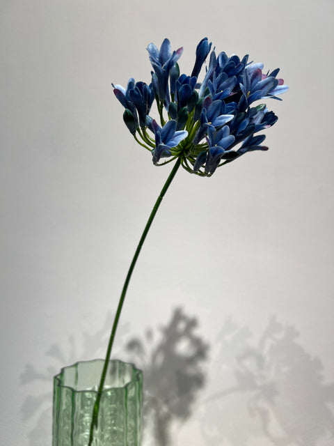 Agapanthus blauw 75 cm