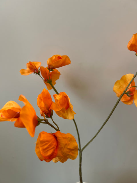 Lathyrus oranje 66 cm
