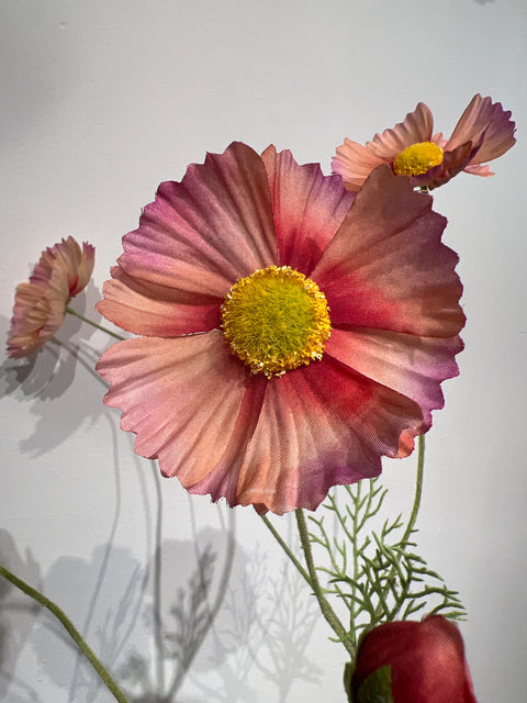 Cosmos  rood/zalm   92 cm