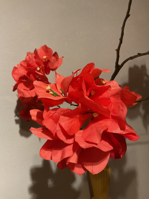Bougainvillea tak 111 cm coral