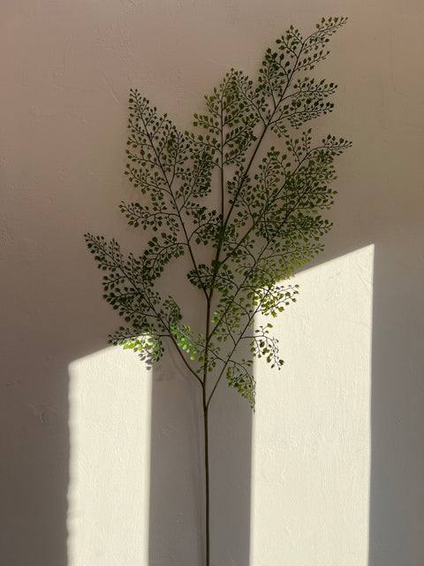 Varen tak Polystrichum 138 cm groen