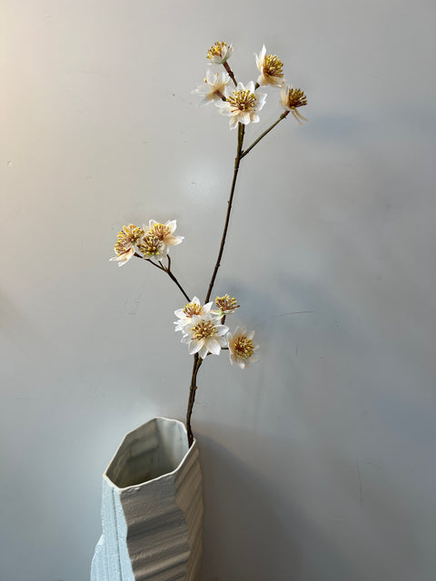 Zeeuws knoopje x3 crème 72 cm
