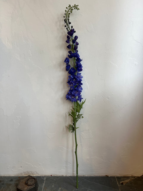 Delphinium groot 137 cm blauw