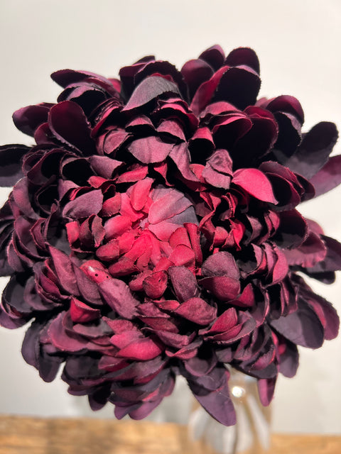 Chrysant Large Mum  burgundy  65 cm