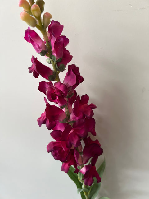 Leeuwenbek beauty 93 cm