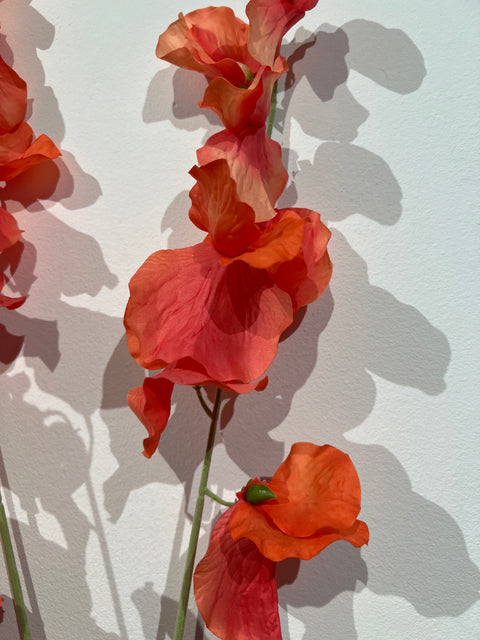 Lathyrus spray koraal 115 cm