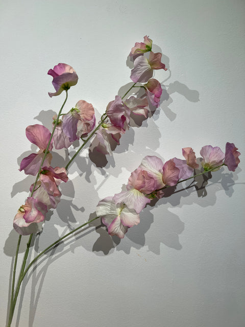 Lathyrus spray lila 115 cm