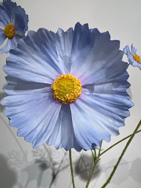 Cosmos  blauw   92 cm