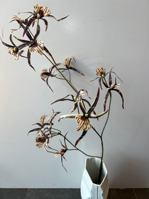 Orchidee spider bruin 111 cm