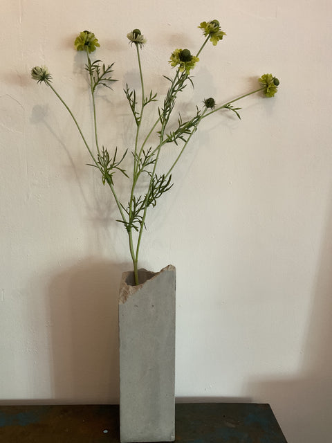Scabiosa tak groen 89 cm
