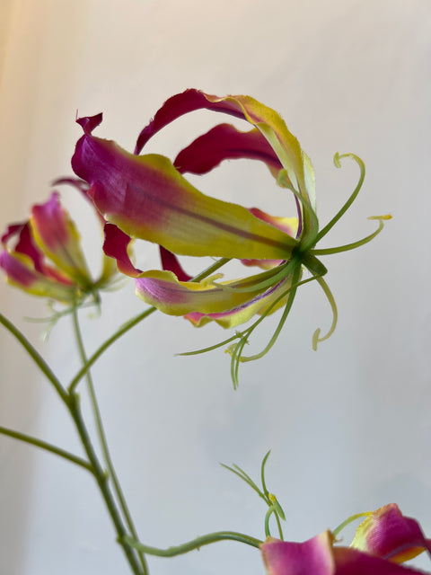 Gloriosa tak beauty 89 cm