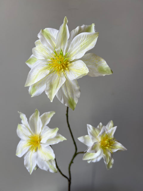 Clematis x3 tak crème 89 cm
