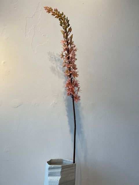 Eremurus steel peach 109 cm