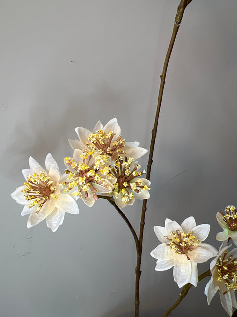 Zeeuws knoopje x3 crème 72 cm