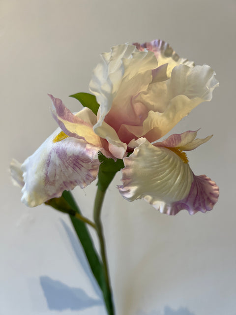 Iris bloem wit/lila 95 cm