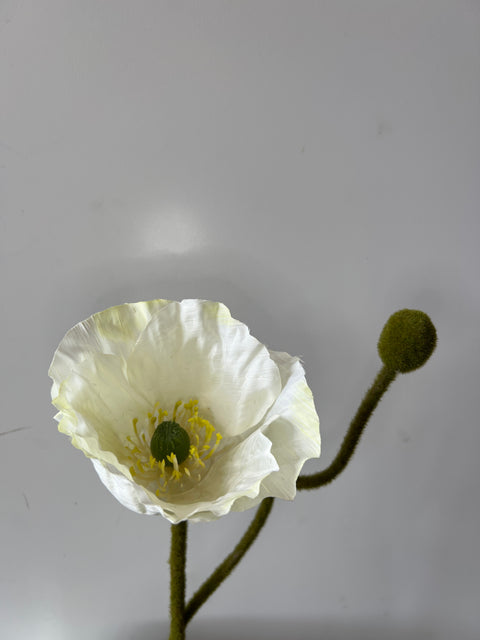 Papaver 60 cm crème