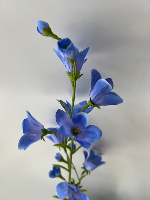 Campanula tak blauw 70 cm