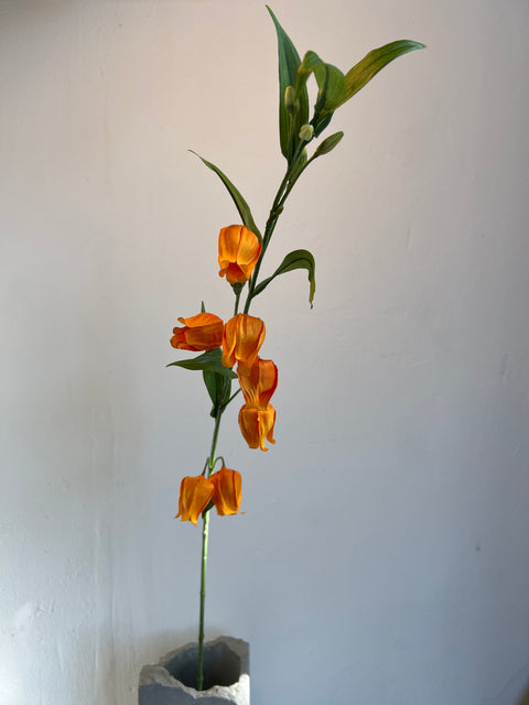 Sandersonia (klokjes)  95 cm  oranje