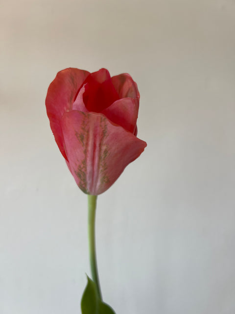 Tulp steel roze/groen 72 cm