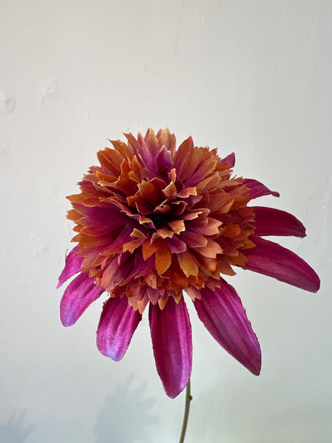 Rudbeckia tak paars 66 cm
