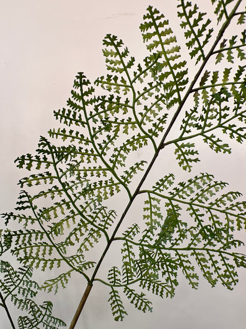 Varen tak 107 cm bos groen