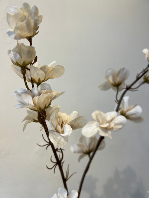 Delphinium crème 110 cm