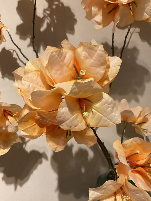 Bougainvillea tak 111 cm yellow