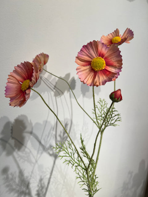 Cosmos  rood/zalm   92 cm