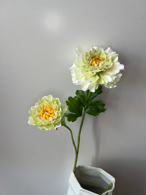 Ranonkel Japan groen 65 cm