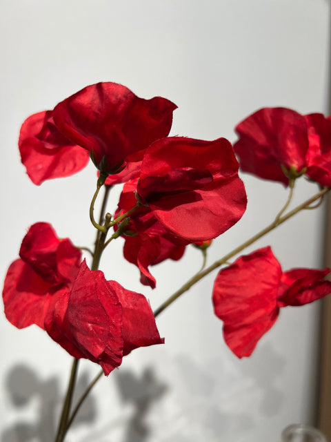 Lathyrus donker rood 66 cm