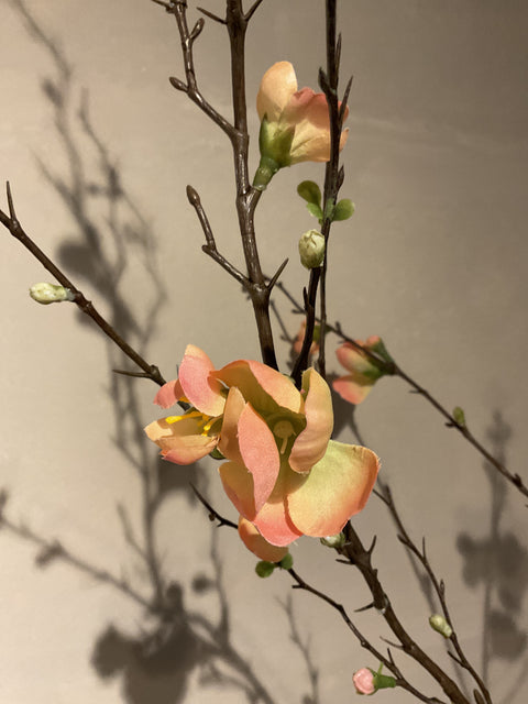 Quince blossom tak 125 cm peach