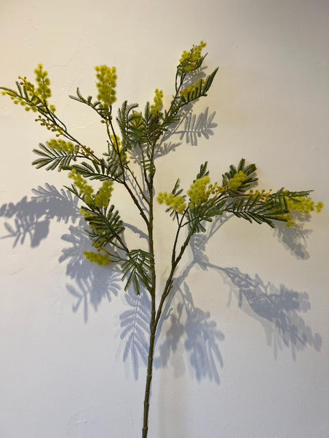 Mimosa tak geel 113 cm