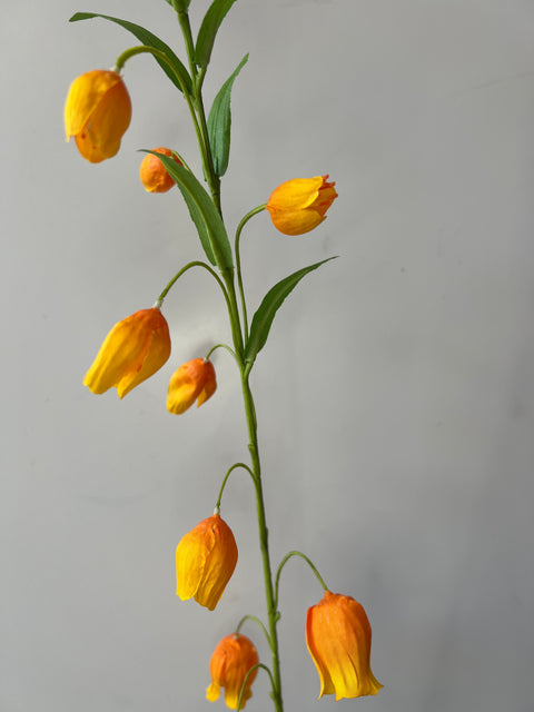 Sandersonia (klokjes) 85 cm oranje